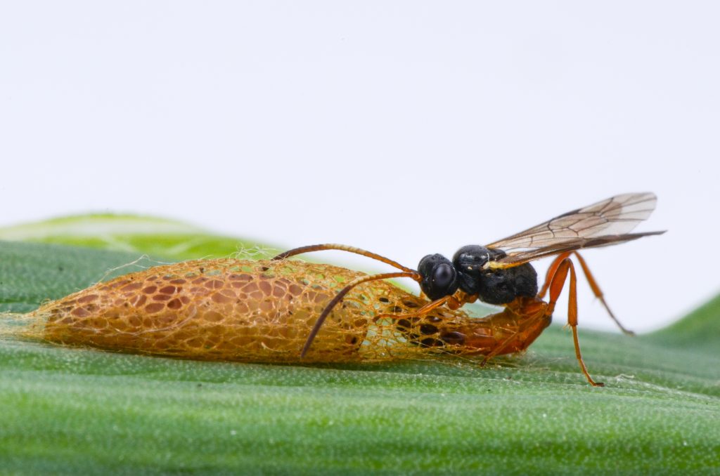 Parasitic wasp (Diadromus pulchellus) attacking a leek moth pupa