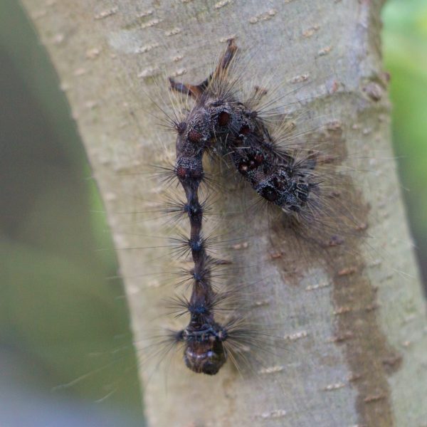 A close-up of a virus infected caterpillar which shows deformities on a tree trunk