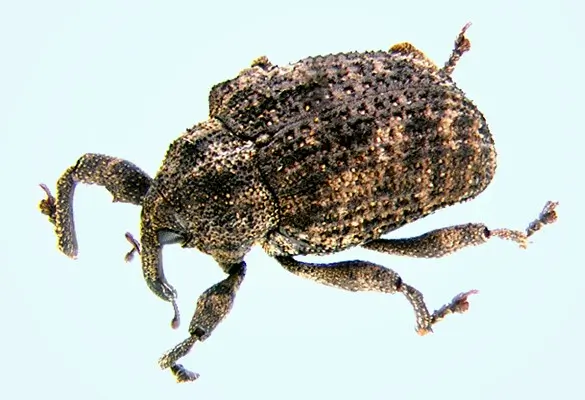 A close-up of a Mango seed weevil