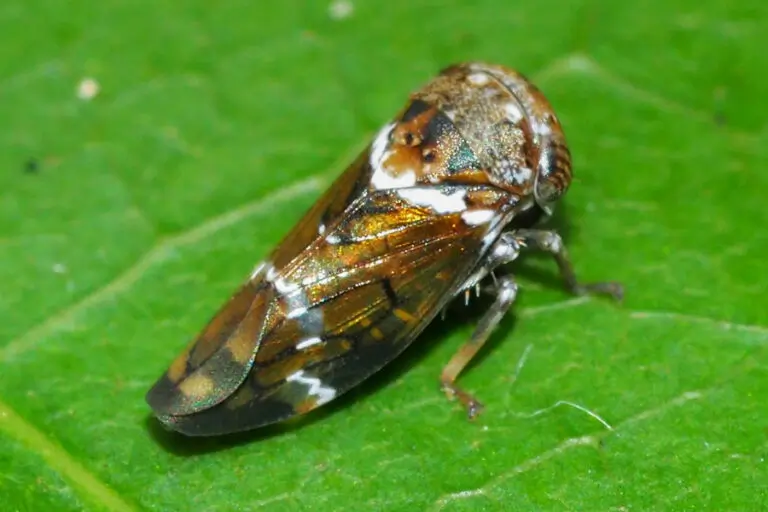 A Mango leafhopper on a leaf