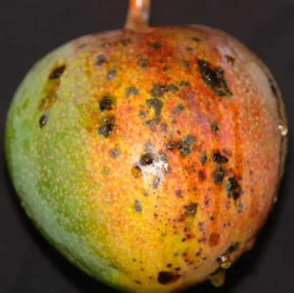 A close-up of a mango with black spots.
