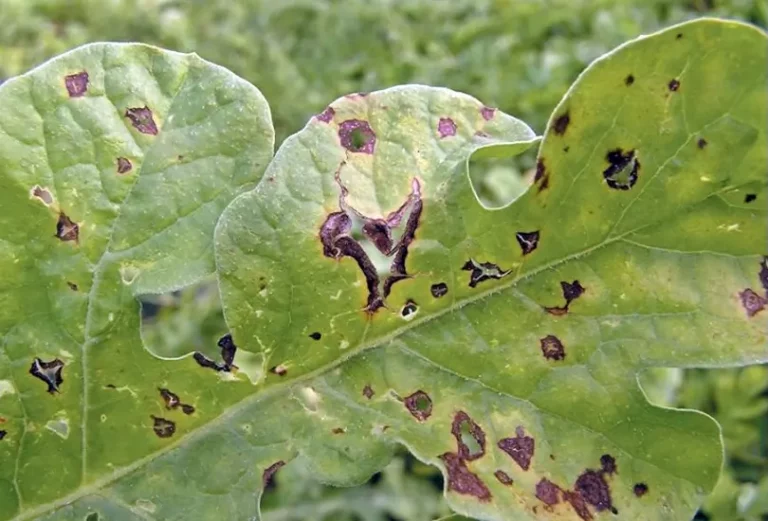A leaf shows the symptoms of anthracnose, with black spots and lesions appearing.