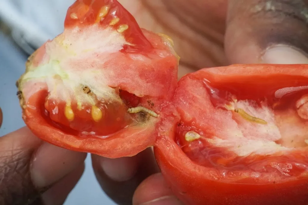 An infected opened tomato fruit with a Tuta absoluta 