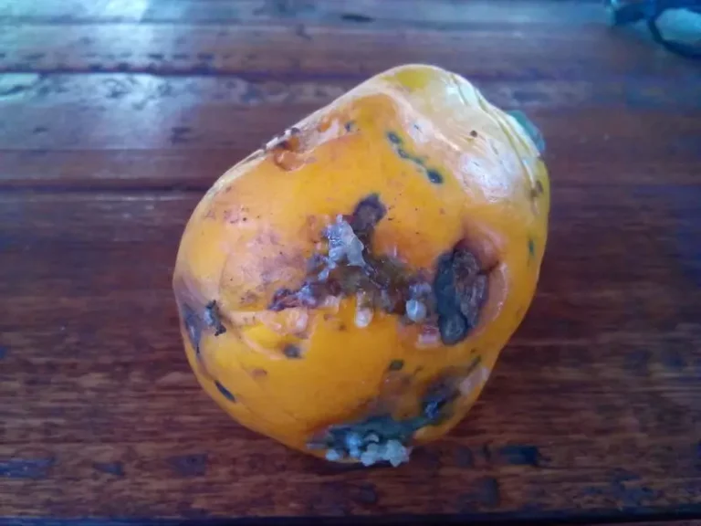 A papaya fruit showing symptoms of severe Glomerella cingulate anthracnose.