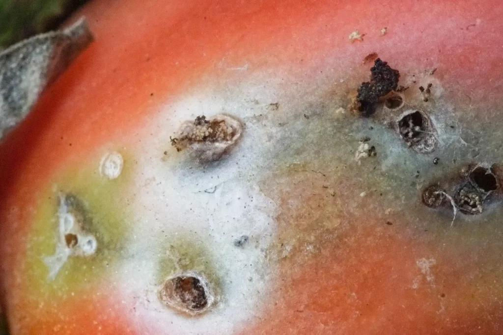 Close-up image of an Tuta absoluta infestation on a tomoto fruit, exit holes are visible.