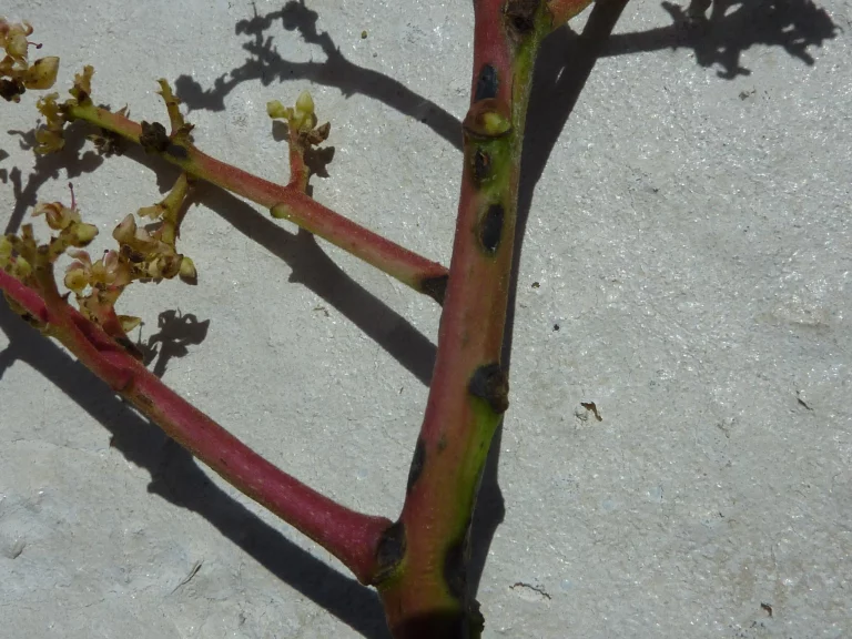 Black lesions of anthracnose on mango stems and floral shoots