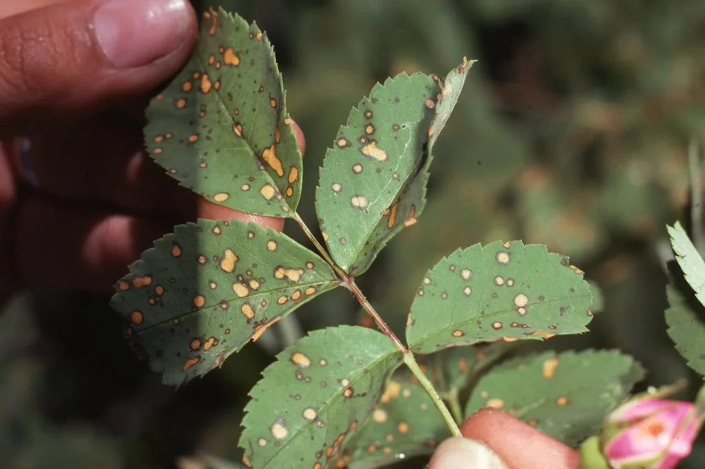 Close-up of damage on a leaf caused by insecticide chemical