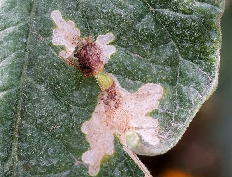 Close-up picture showing damage from Tuta absoluta larvae, which has eaten the leaf of a tomato plant 
