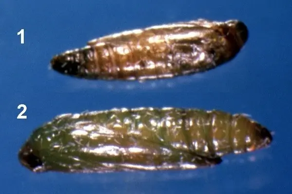 Close-up of The Tuta absoluta pupae. 1) male. 2) female