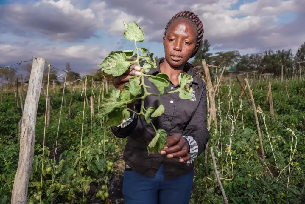 The leaves of a tomato plant in Kenya being examined as part of Integrated Pest Management