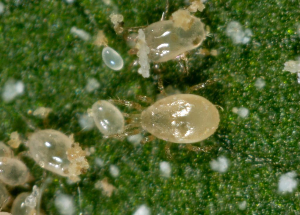 Ácaros depredadores (Amblyseius swirskii) atacando a un ácaro alimentario