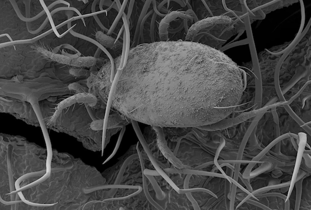 A mite covered in a powdery substance (Beauveria bassiana spores)