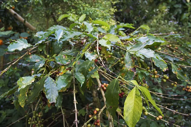 Leaves showing Significant rust infection and rust-induced defoliation