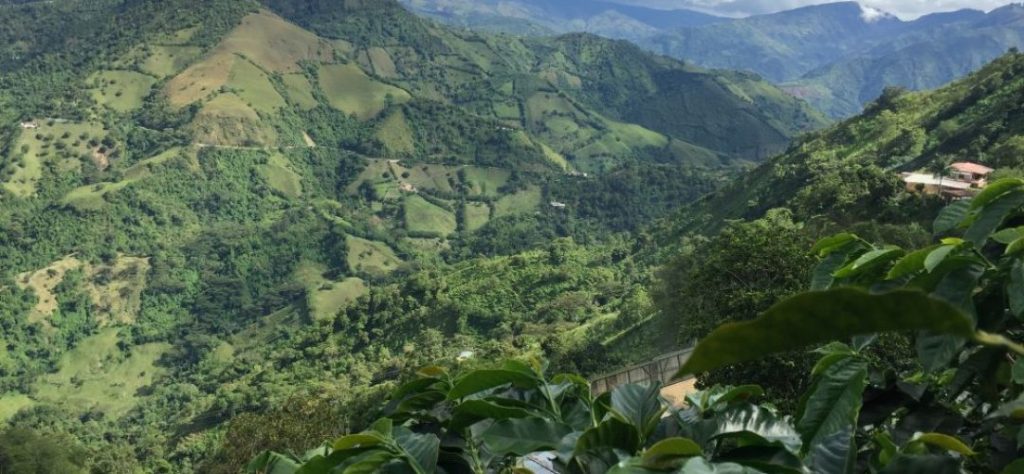 A kolumbiai Caldas régió gördülő zöld dombjainak tája