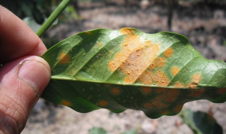 Close-up of Orange powdery lesions from coffee rust containing spores on the lower coffee leaf surface.
