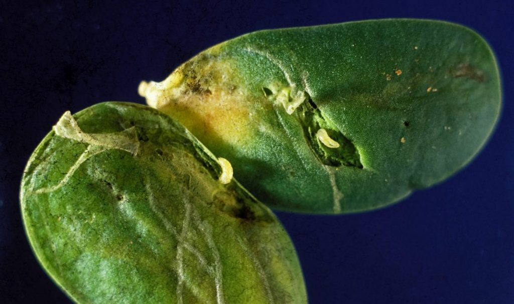 Larvals of beanfly in soybean leaves
