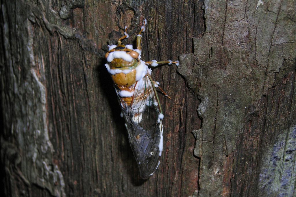 A cicada, on a tree infected by Beauveria bassiana, a fungal biocontrol agent
