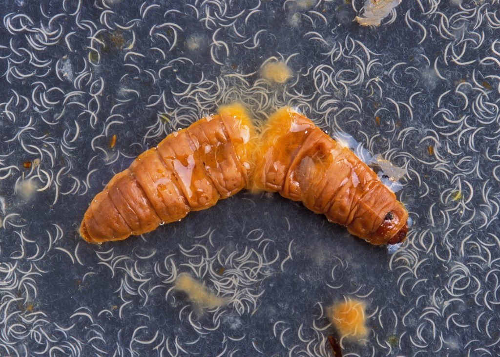 A Heterorhabditis bacteriophora nematodes bursting from a dead wax moth larva.