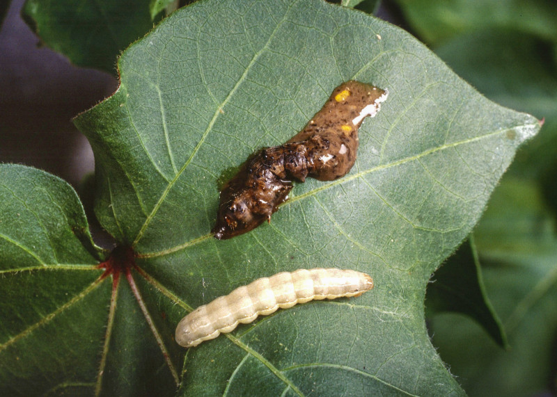 A beet armyworm larva on a leaf killed by an NPV