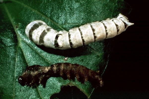 A Bombyx mori larva Infected Bacillus thuringiesis