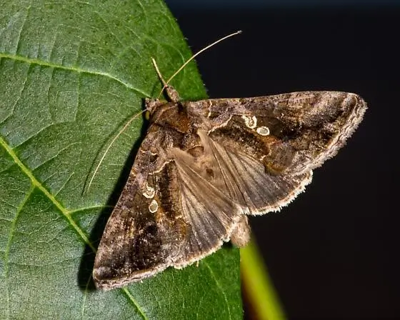 A Soybean looper moth on a leaf