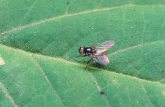 Seekor lalat kacang dewasa di atas daun