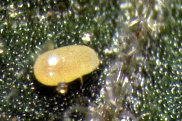 A magnified image of a Tuta absoluta egg which is a yellow colour