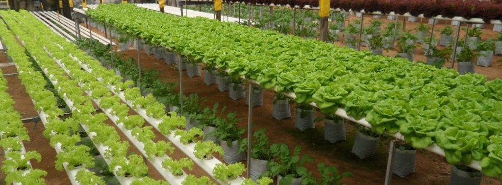 Landscape of Lettuce production in covered facility
