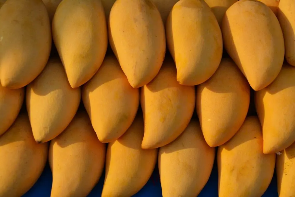 A collection of rip mangoes 