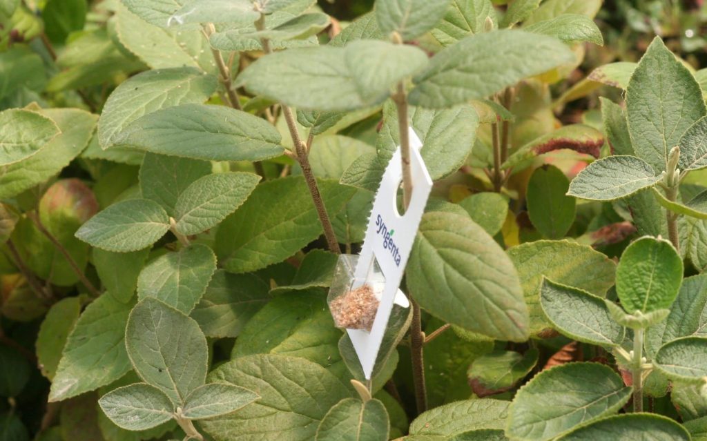 A plant with an open white sachet attached to it, containing predatory mites.