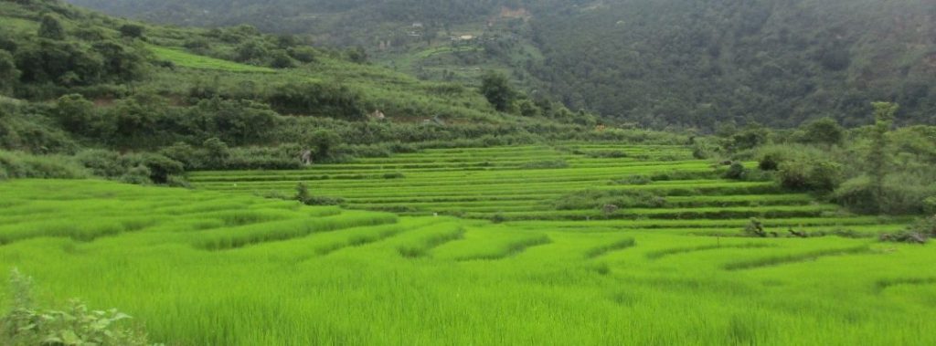 Un paisaje que representa campos de arroz.