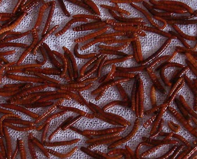 Larvas de tenebrio molitor.
