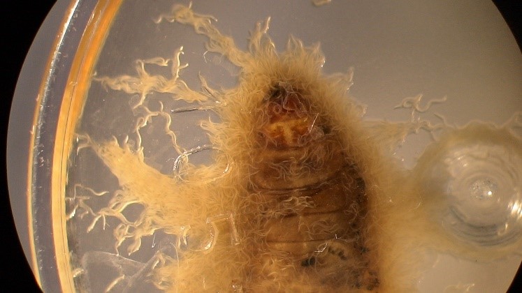 Infective juvenile entomopathogenic  larvae emerging from an insect cadaver.