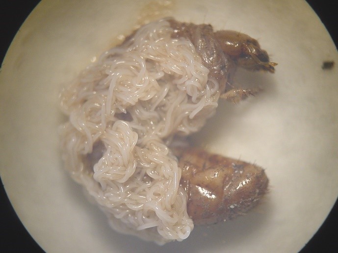 Entomopathogenic larvae emerging from an insect cadaver