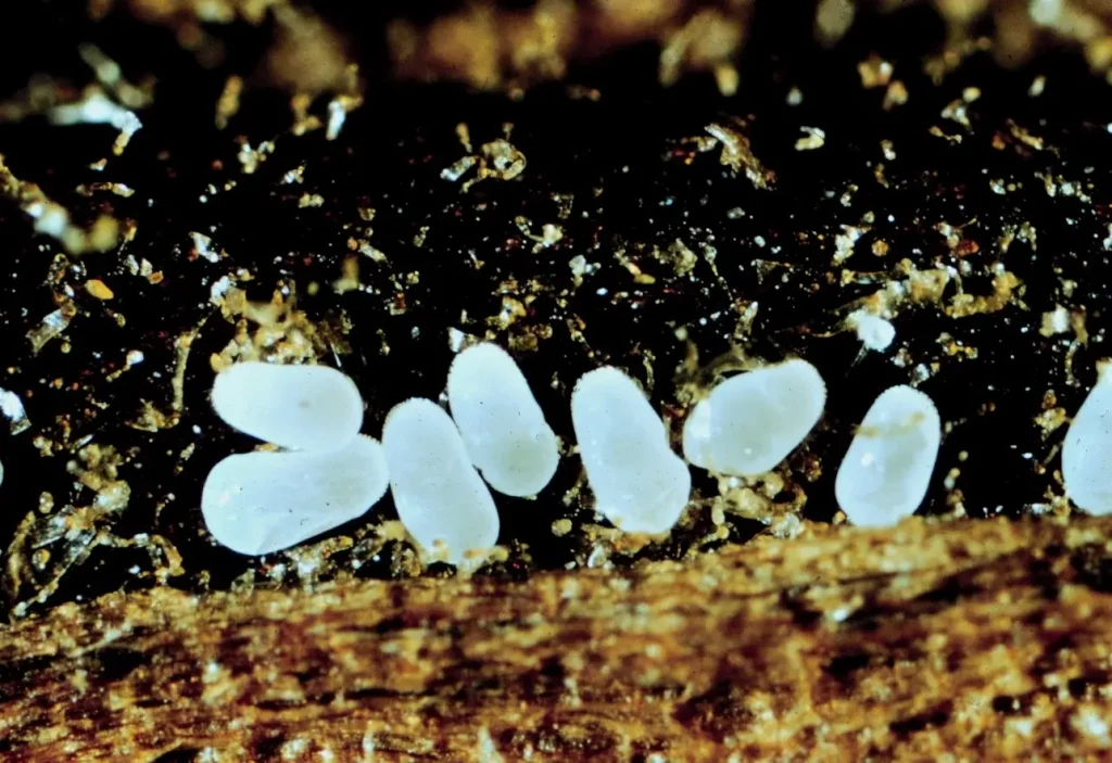 Close-up of tobacco beetle eggs