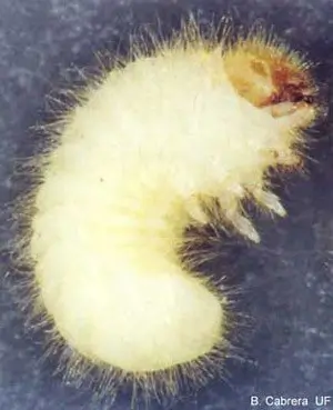 Close-up of a tobacco beetle larva