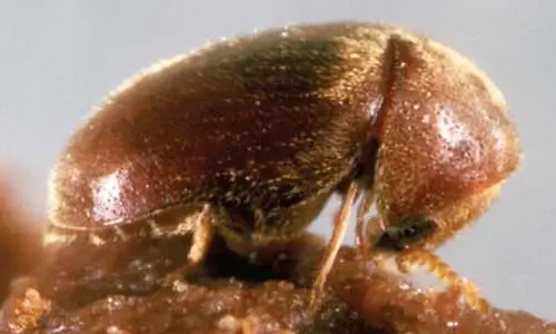 A Lateral view of adult tobacco beetle, Lasioderma serricorne