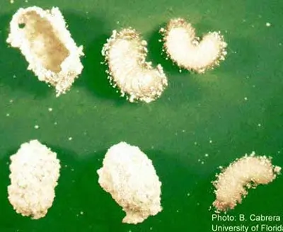 Larvae and cocoons of the tobacco beetle, Lasioderma serricorne