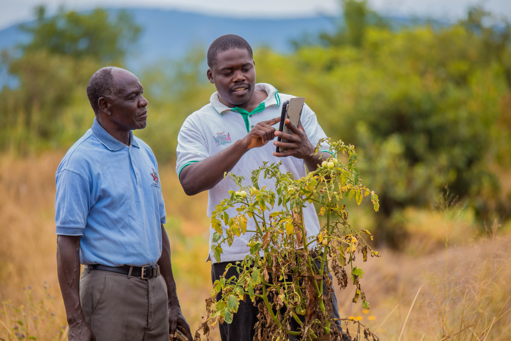 Dos agricultores varones en el campo mientras usan un teléfono inteligente