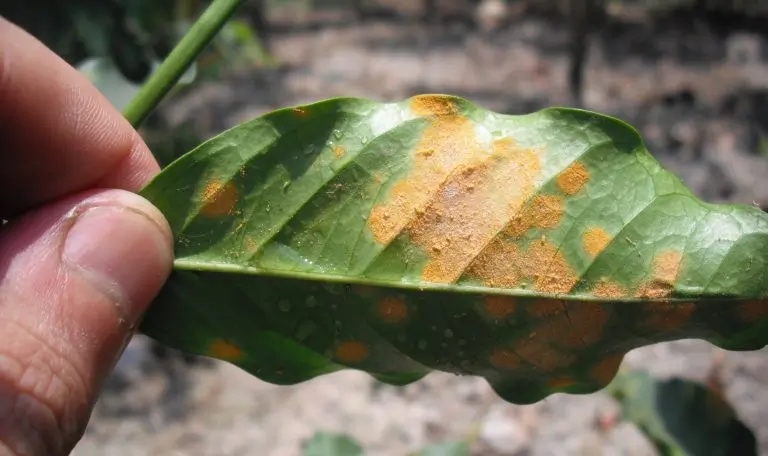 Tampilan jarak dekat berupa lesi berbentuk tepung berwarna oranye yang mengandung spora karat pada permukaan bawah daun kopi.