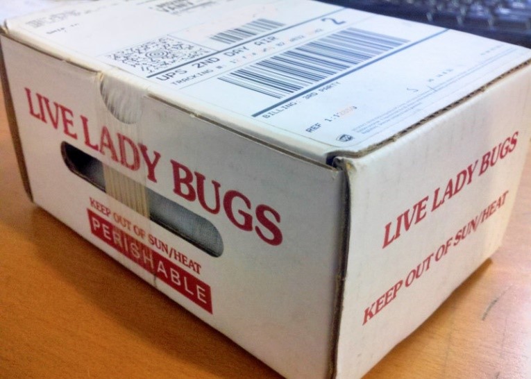 Eine Packung „Live Lady Bugs“, ein makrobieller Biokontrollwirkstoff