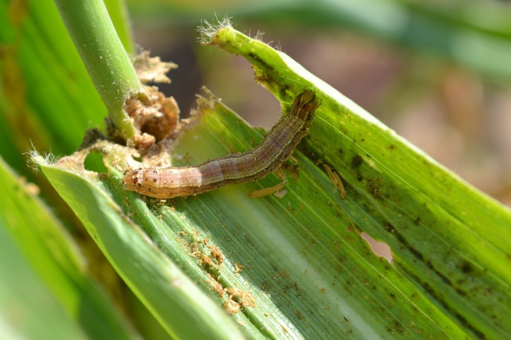 Fall armyworm on maize.