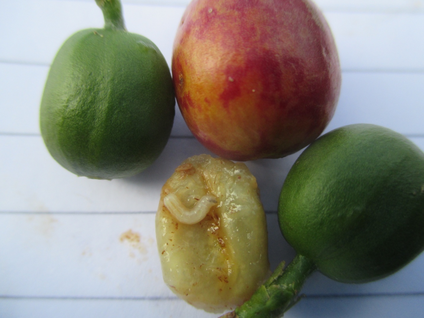 Coffee berry borer what is it and how to control it? BioProtection