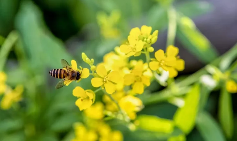 Une abeille au sommet d’une fleur jaune