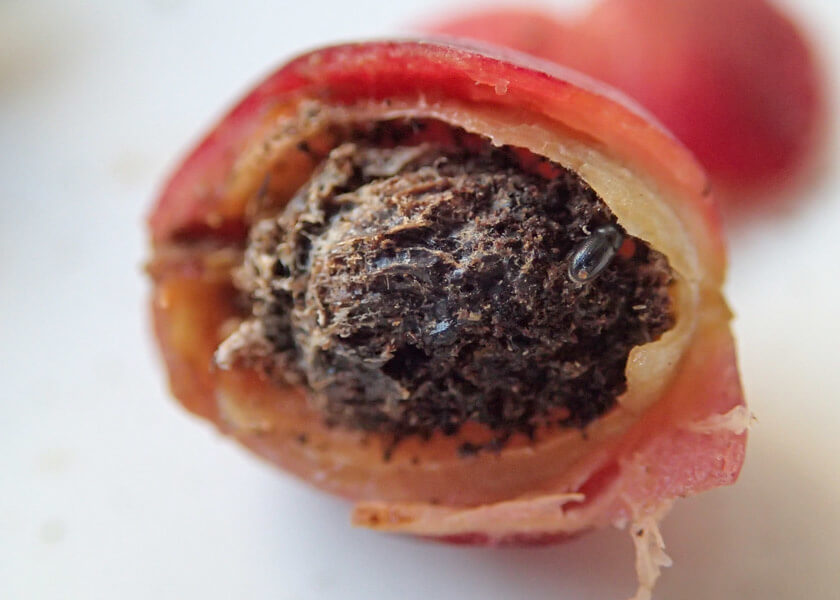 An adult coffee berry borer inside a coffee berry, feeding on the coffee bean