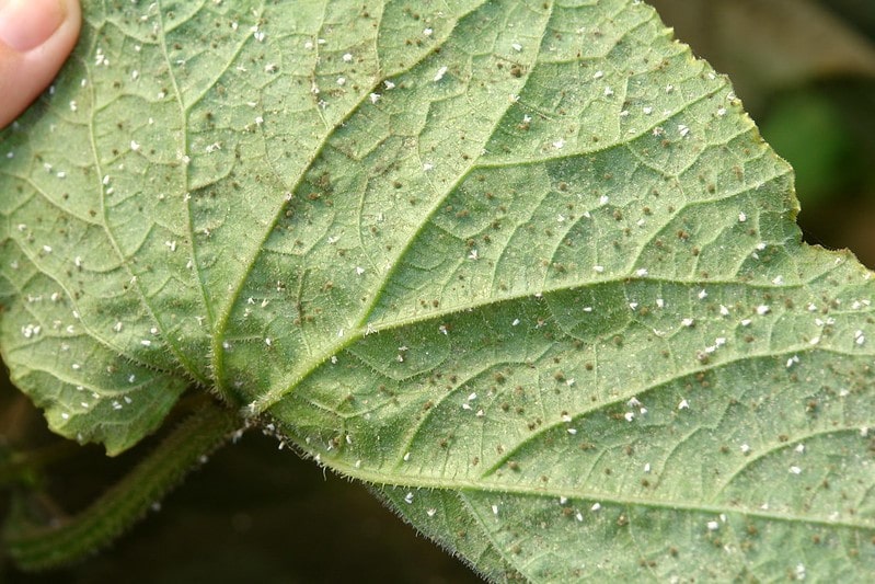 Greenhouse whitefies and biological control fungus on a cucumber plant leaf