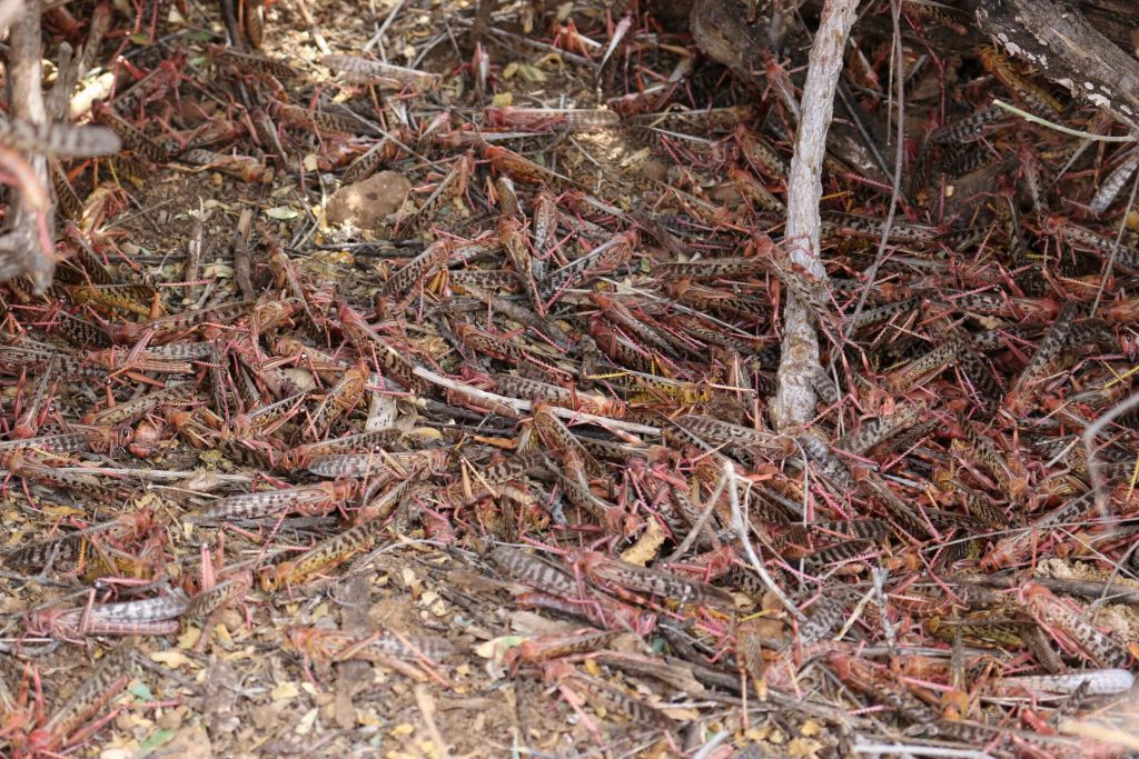 Dozens of desert locusts roosting in East Africa