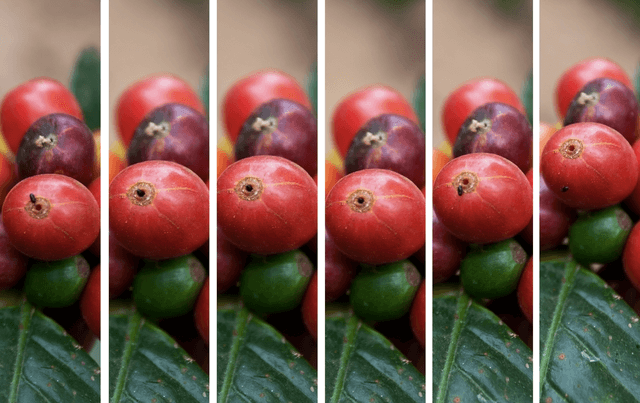 A serie of picture showing an adult coffee berry borer entering and exiting a coffee berry