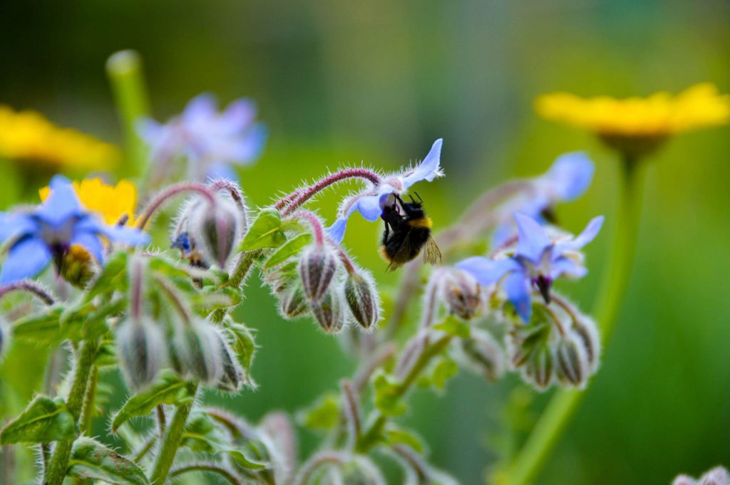 A bumblebee on a garden flower, feeding on its nectar 