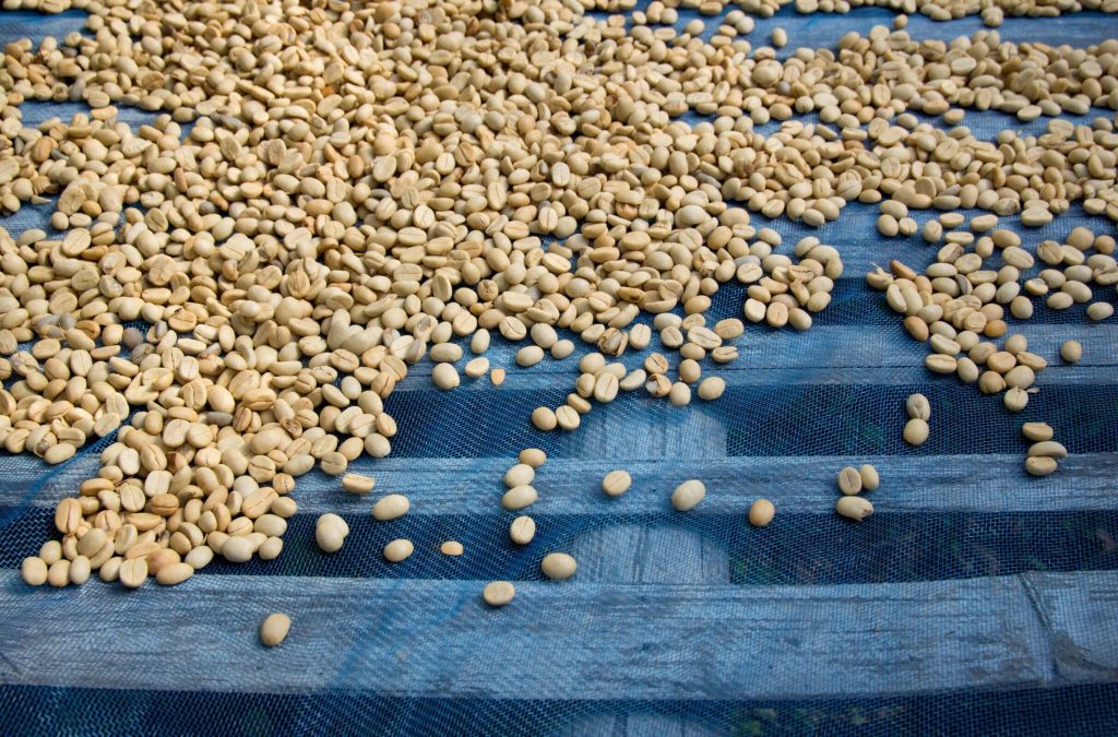 Fresh coffee beans drying after they were harvested